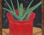 11 Aloe-Vera